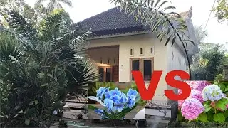 Desa Yehbuah antara bunga pecah seribu dan  anggrek