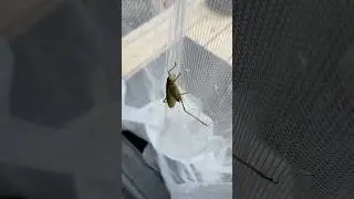 Кузнечик #nature #природа #насекомые #insects #garden #сад #кузнечик #grasshopper #животные #pets