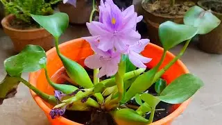 Beautiful Water Plant | Water Hyacinth Caring Tips | Urdu/Hindi