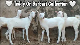 SirF 20 Hazar Mai 🔥. Teddy Or Barbari Ka Pointed Collection 🔥.