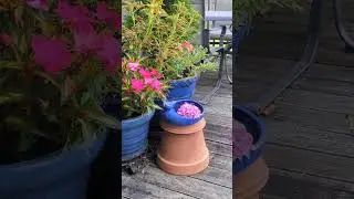 On my deck this morning
