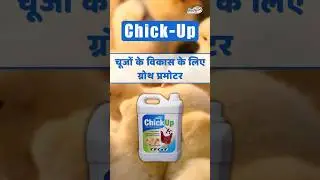 ChickUp - Chicks Growth Promoter