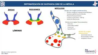 neuro3 sistematización de médula espinal