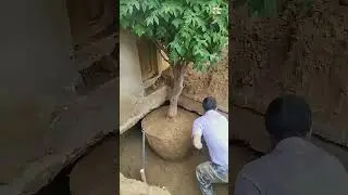 Amazing Process Of Transplanting Peony Flowers !