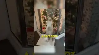 Cats vs Christmas Trees 💀