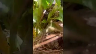 Crazy Bird attacked me