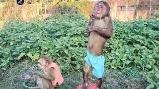 Monkeys Playing with Dogs | Adorable Animal Friends #monkeyvideo #monkeylove #monkeychallenge