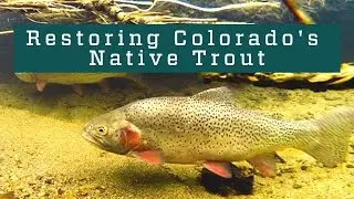 Restoring Colorado's Native Trout