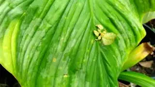 Giant Leaf Insect Phyllium giganteum sri lanka