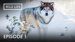 Coexisting with Wildlife in the Heart of Alaska | Arctic City | Episode 1