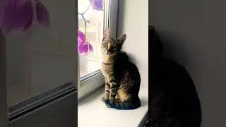 #cat#kitten#cute#memes#humor#funny#jokes#comedy#parody#кот#кошка#юмор#приколы#пародия#рекомендации