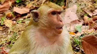 Breaking new! RIP monkey Briget's baby death, monkey Briget gave birth today