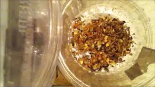 Dermestids Canada Mealworm Timelapses 2017 2019  #12,595 14