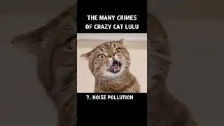 The Many Crimes of Crazy Cat LuLu