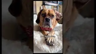 You want to own a puggle? Watch this! #shorts #dog #dogs #puggle #youtubeshorts