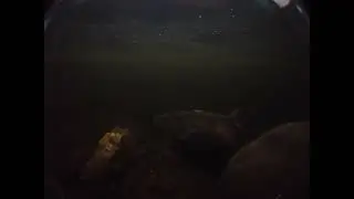 Wild Atlantic Salmon, Underwater GoPro Footage