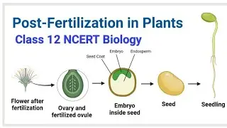 Post Fertilisation Events | Class 12 Biology | NCERT | Sexual reproduction in flowering plants 