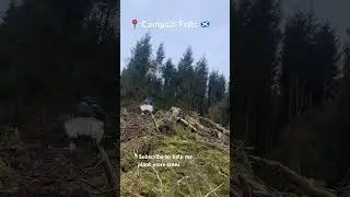 ASMR forestry worker tree planting Sitka spruce Scottish woodland nature view #forestbath