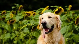 Understanding Golden Retriever Body Language and Behavior