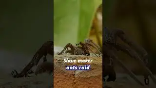 Ants love to keep slaves #AntSlavery #InsectKingdom #AntBehavior