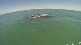 GRAY WHALES Guerrero Negro BCS 2019