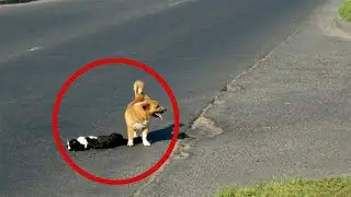 10 Most Emotional Animal Friendship Moments