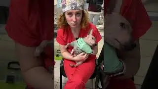 Индивидуальный подход к каждому пациенту #katanest #anesthesia #vet #лысый #пес #cute #забота #live