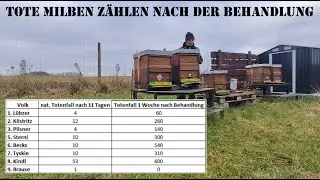 Bienen im Dezember - Milbenzählung nach der Behandlung