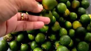 Philippine Lime | Philippines Lemon
