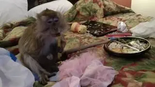 Java Macaque orders takeout