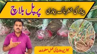 Purple blotch fungal disease in onion crop | How to manage purple blotch in onion field