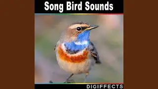 Birds Singing by a River with Crickets and Insects