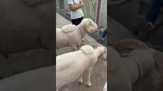 Beautiful Sheeps \ Eidgah Srinagar #qurbani2025 #qurbanisheep #eiduladha2025