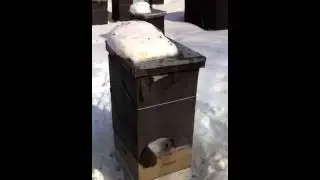 Late Winter Cleansing Flight in Vermont