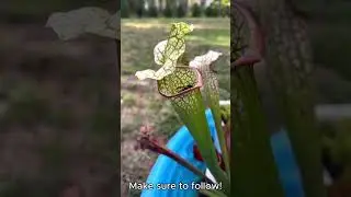 wasp gets caught by carnivorous plant!