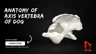 Axis vertebra of dog | Canine axis vertebra anatomy | General anatomy of second vertebra of dog