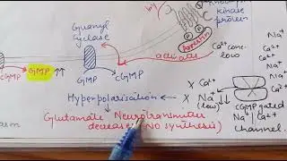 GPCR - In Vision Pathway | Cell signaling | CSIR NET Life Sciences