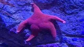 Top 5 Fish