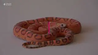 The world's first transgenic snake 🐍 and scale development