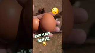 HUGE Egg Laid by Isa Brown Hen! Backyard Chicken Surprise | Farm Fresh Egg Find