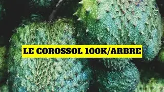 Le corossol peut générer 100 000FCFA/ arbre par an .
