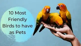 Top 10 Best Pet Birds for beginners- Most Friendly Birds for Pets|Talking Parrots|Unveiled Knowledge
