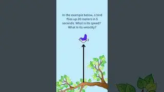 Speed and Velocity