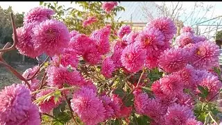 💖🌼XRZANTEMA ( PAYIZ GÜLÜ ) 👍