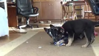 German Shepherd vs Blue Heeler (Round 1)