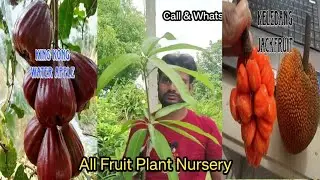 Seedless mango / Thrithong mango / JHILIK Nursery / Mirpur Paikar West Bengal