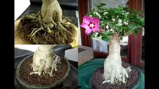 DeUul - Bonsai Art - Einführung Bonsai / Hibiskus Umtopfen Teil 1/3