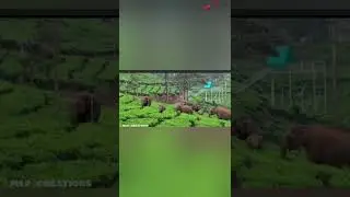 Elephants in tea garden/elephants videos/@mlpcreations