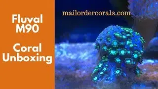 Fluval M90 - Coral Unboxing mailordercorals.com