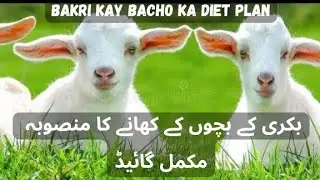Bakri Kay Bacho Ka Diet Plan |&bull;| Baby Goat Info #babygoat بکری کے بچوں کے کھانے کا منصوبہ مکمل گائیڈ